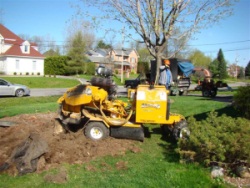 fleures_et_dessoucheuse